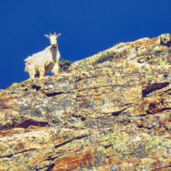Mountain Goat
